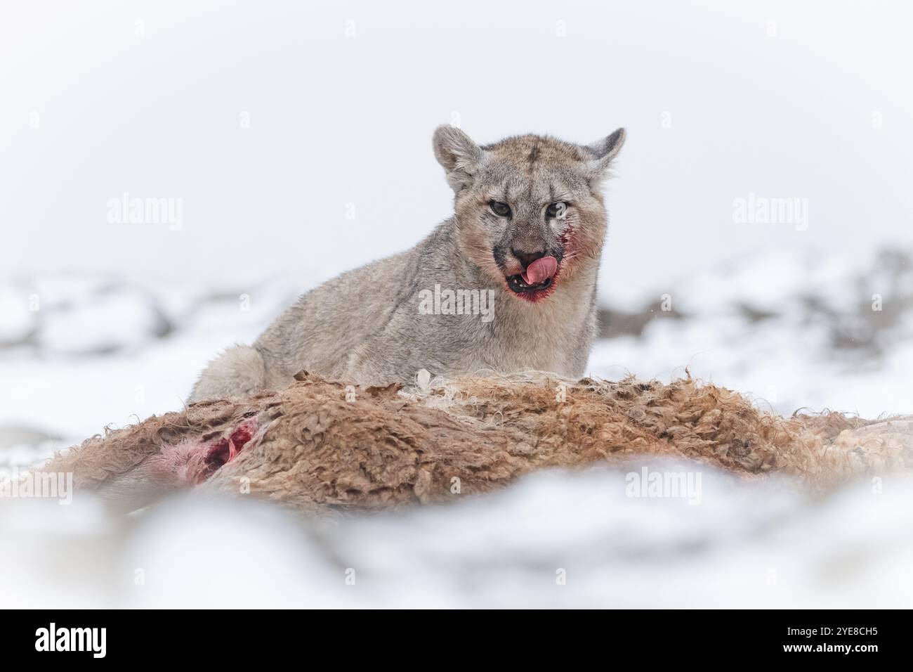 Un petit Puma se nourrissant d'une tuerie Guanaco un jour de neige près du parc national Torres del Paine, au Chili méridional Banque D'Images