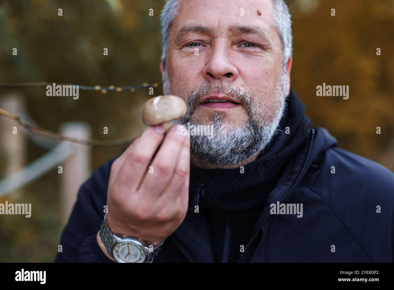 L'homme cueilleur de champignons d'âge moyen renifle les champignons et les met dans le panier en osier dans la forêt dense d'automne. Banque D'Images