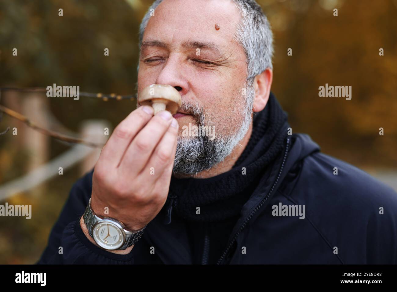 L'homme cueilleur de champignons d'âge moyen renifle les champignons et les met dans le panier en osier dans la forêt dense d'automne. Banque D'Images