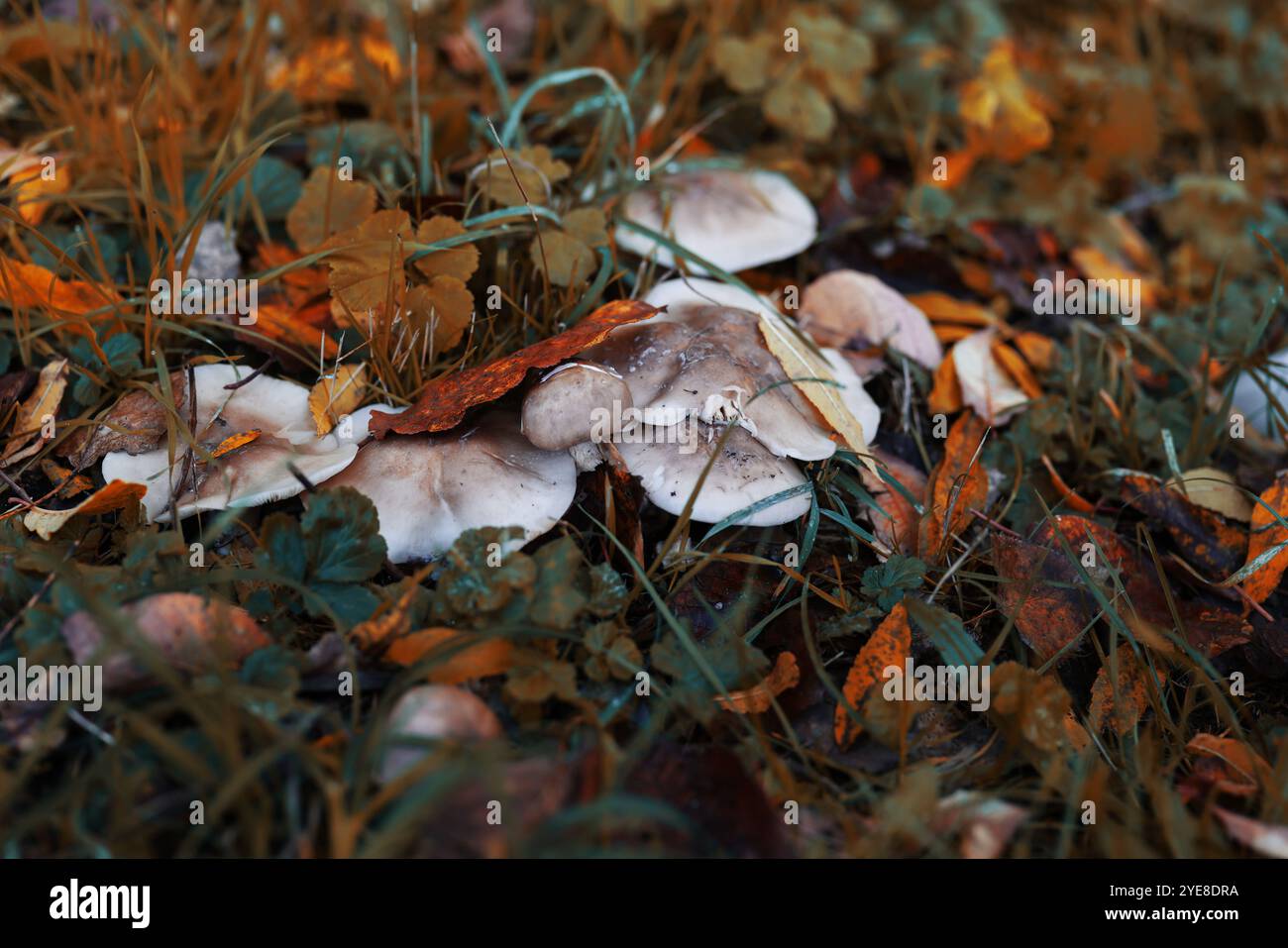 Des champignons dans la forêt d'automne Banque D'Images