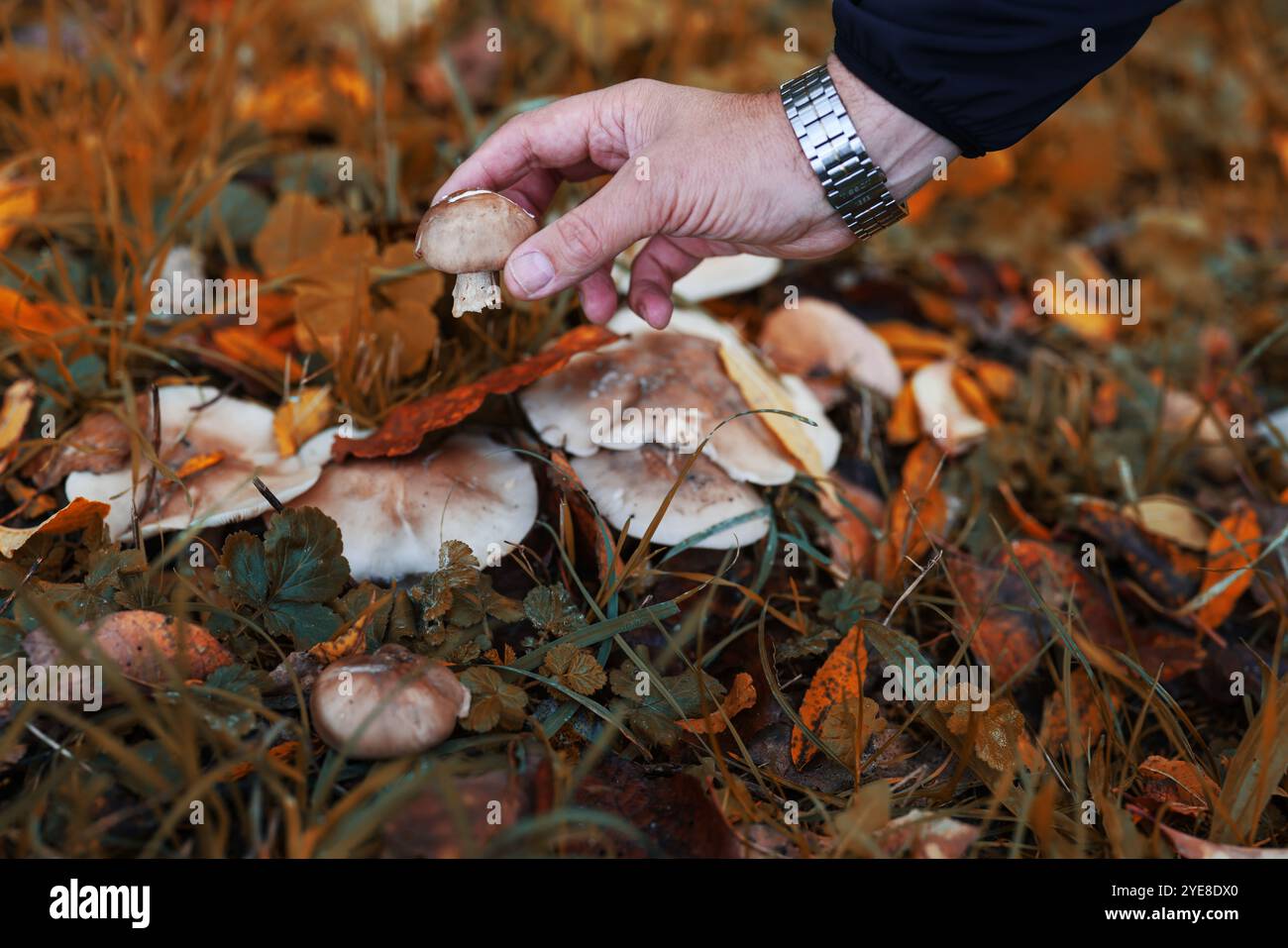 la main d'un homme coupe un champignon papillon après la pluie Banque D'Images