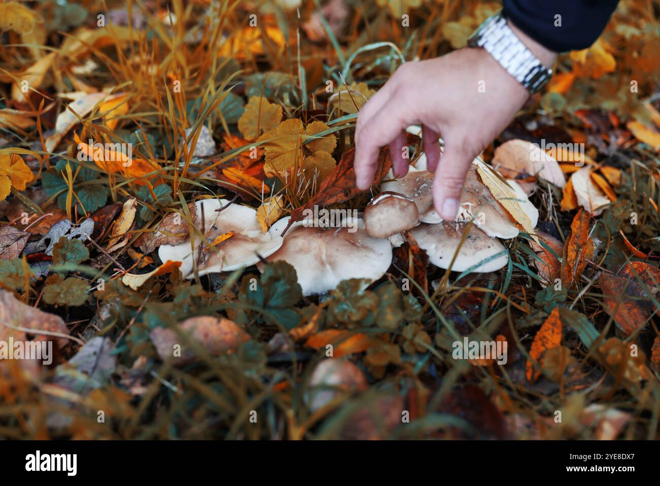 la main d'un homme coupe un champignon papillon après la pluie Banque D'Images