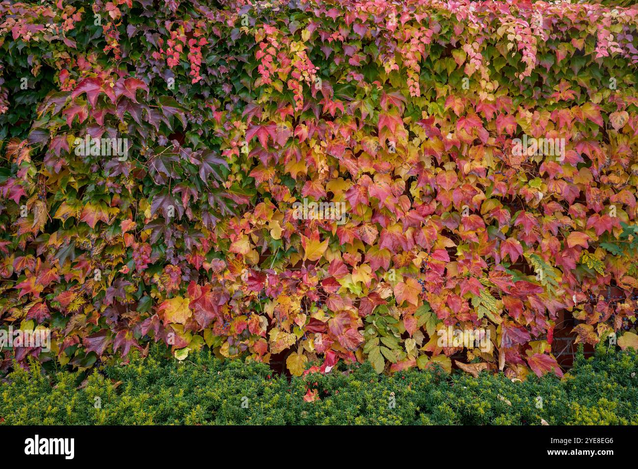 Parthenocissus tricuspidata feuilles multicolores colorées luxuriantes en automne lierre Boston, lierre raisin et lierre japonais, et aussi comme crêpe japonaise Banque D'Images