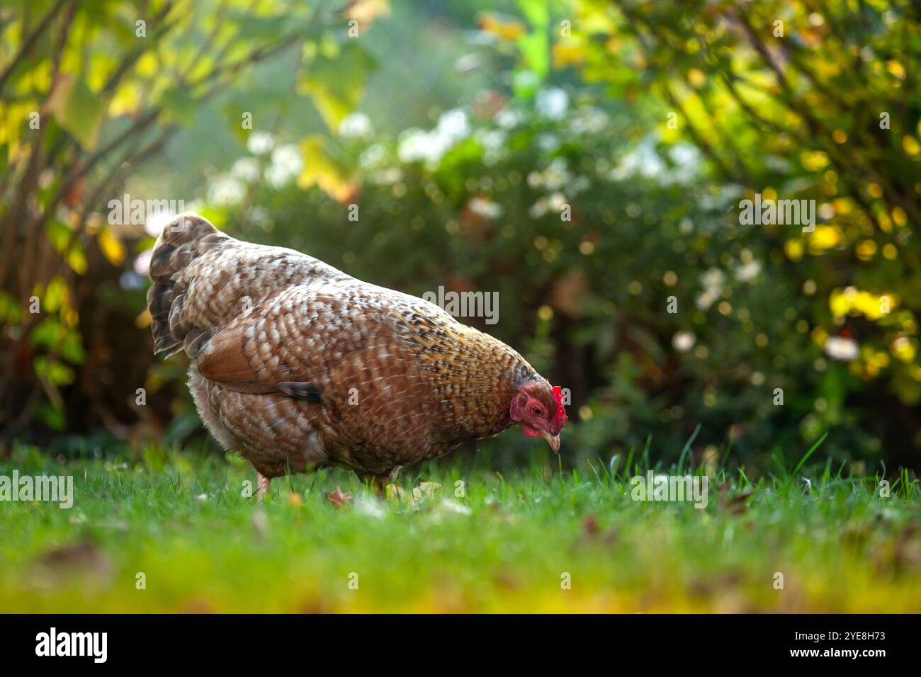 Un 'Bielefelder Kennhuhn', race de poulet allemande. Poulet de couleur brune dans une arrière-cour / jardin bavarois. Coucher de soleil Banque D'Images