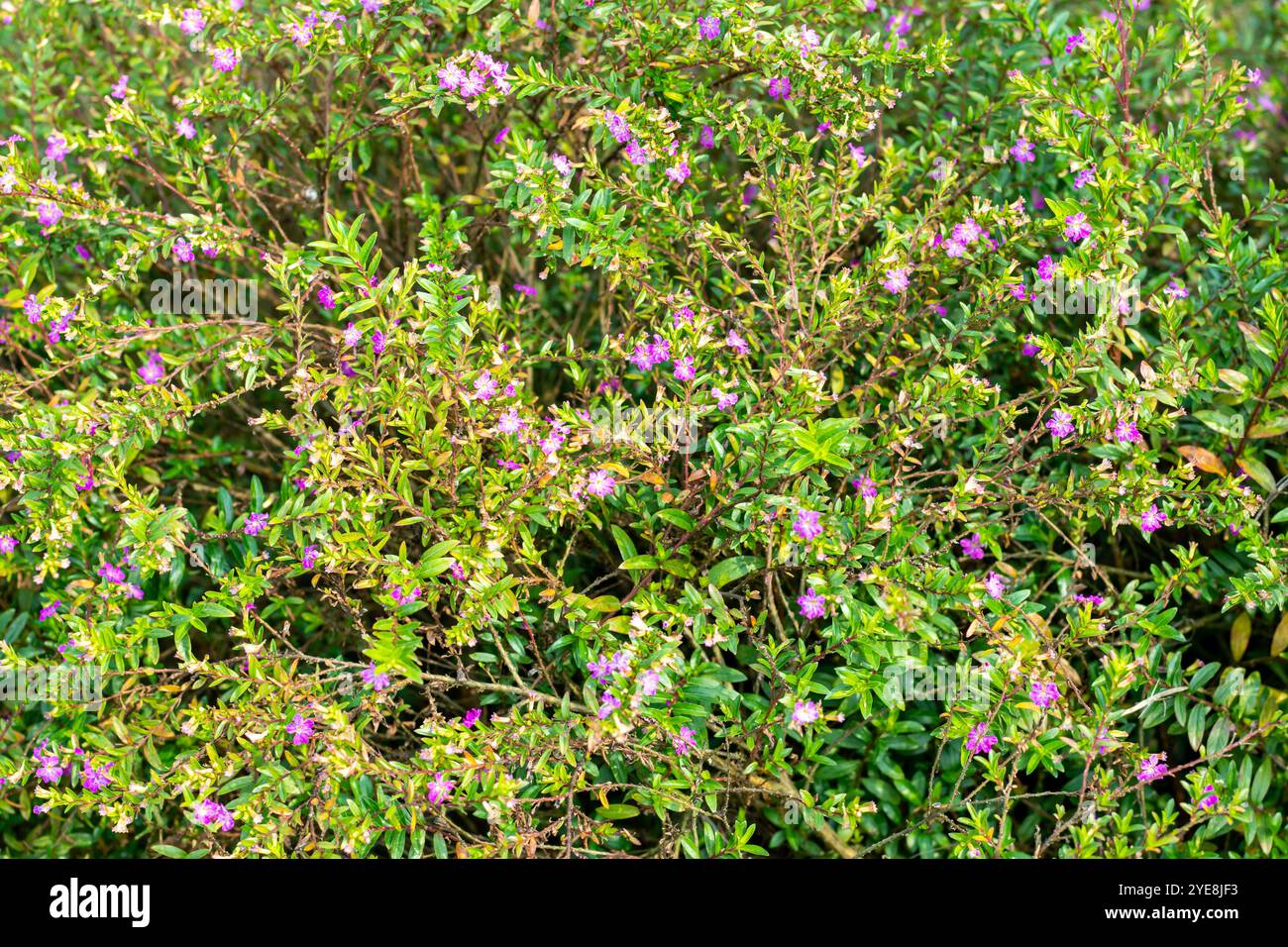 Fausse bruyère ou bruyère mexicaine, le motif floral est un rustique, couramment vu dans les jardins de bord de route. aussi connu sous le nom de fausse bruyère ou herbe elfine, est un petit Banque D'Images