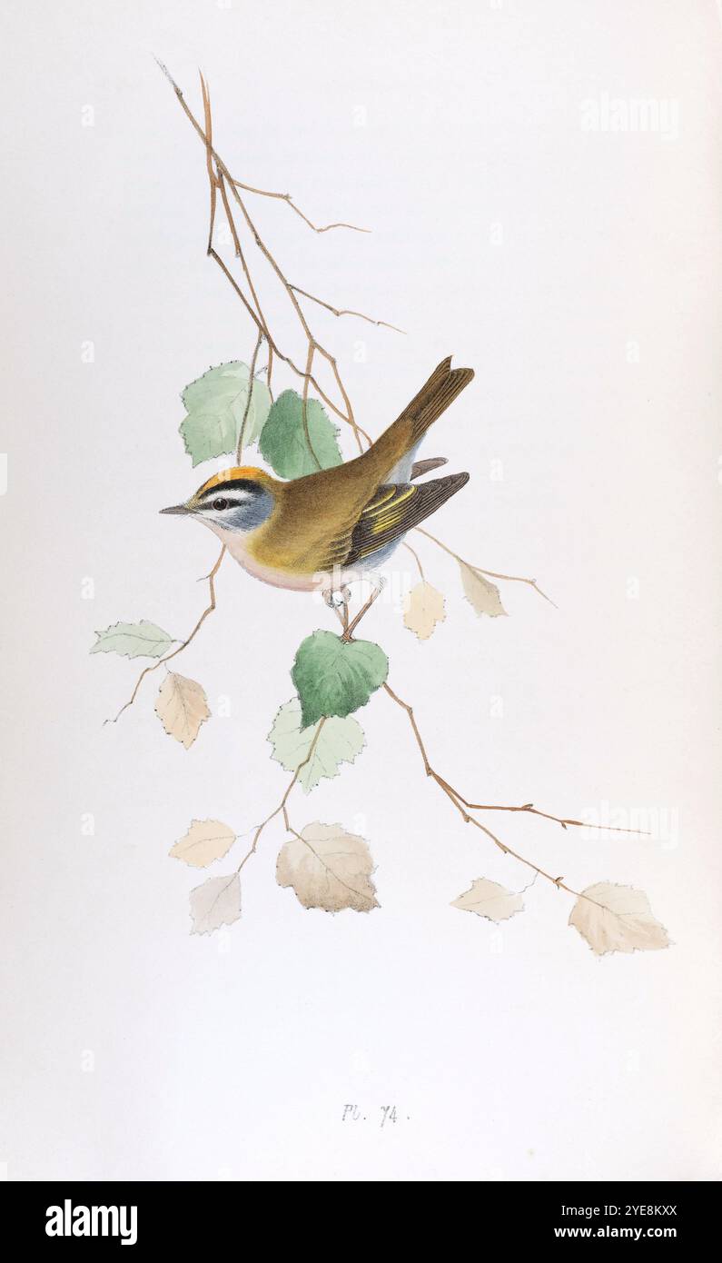 Écusson de feu. Planche 74. Meyer's British Birds. 1844. Banque D'Images