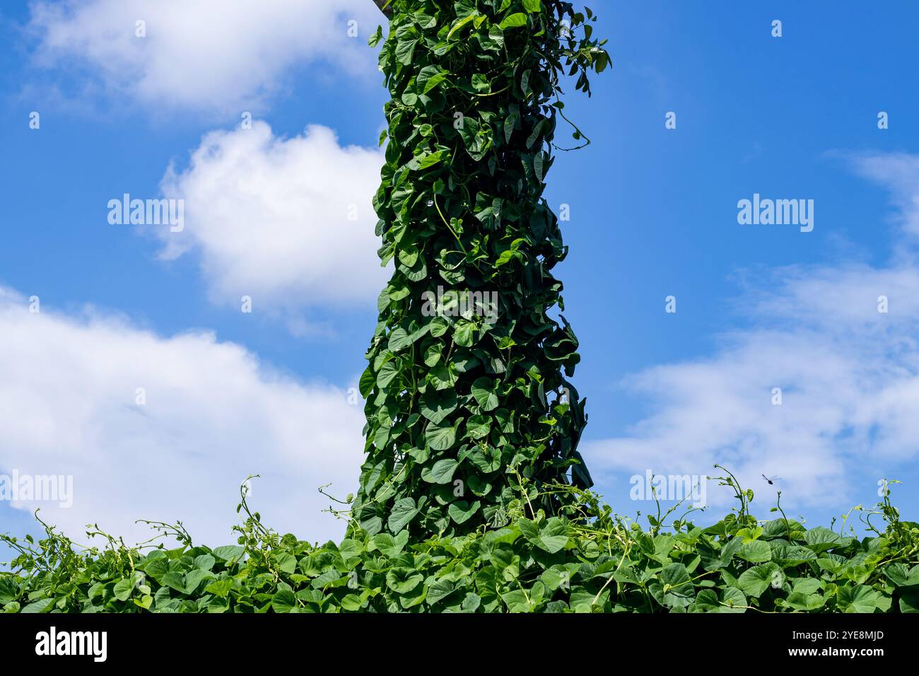 Arbres rampants accrochés à un grand arbre et montagnes de nuages blancs dans le ciel bleu derrière. Beau fond naturel Banque D'Images