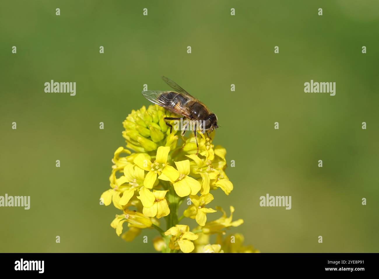 Gros plan sur les fleurs jaunes de Wintercress (Barbarea vulgaris), famille des Brassicaceae avec mouche femelle, mouche de drone tapissée, Eristalis pertinax. Ressort, Banque D'Images