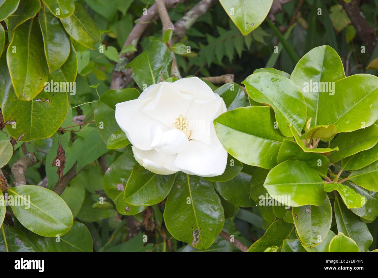 Magnolia au jardin Botanique du Samaras Manor est un Helier Jersey Banque D'Images