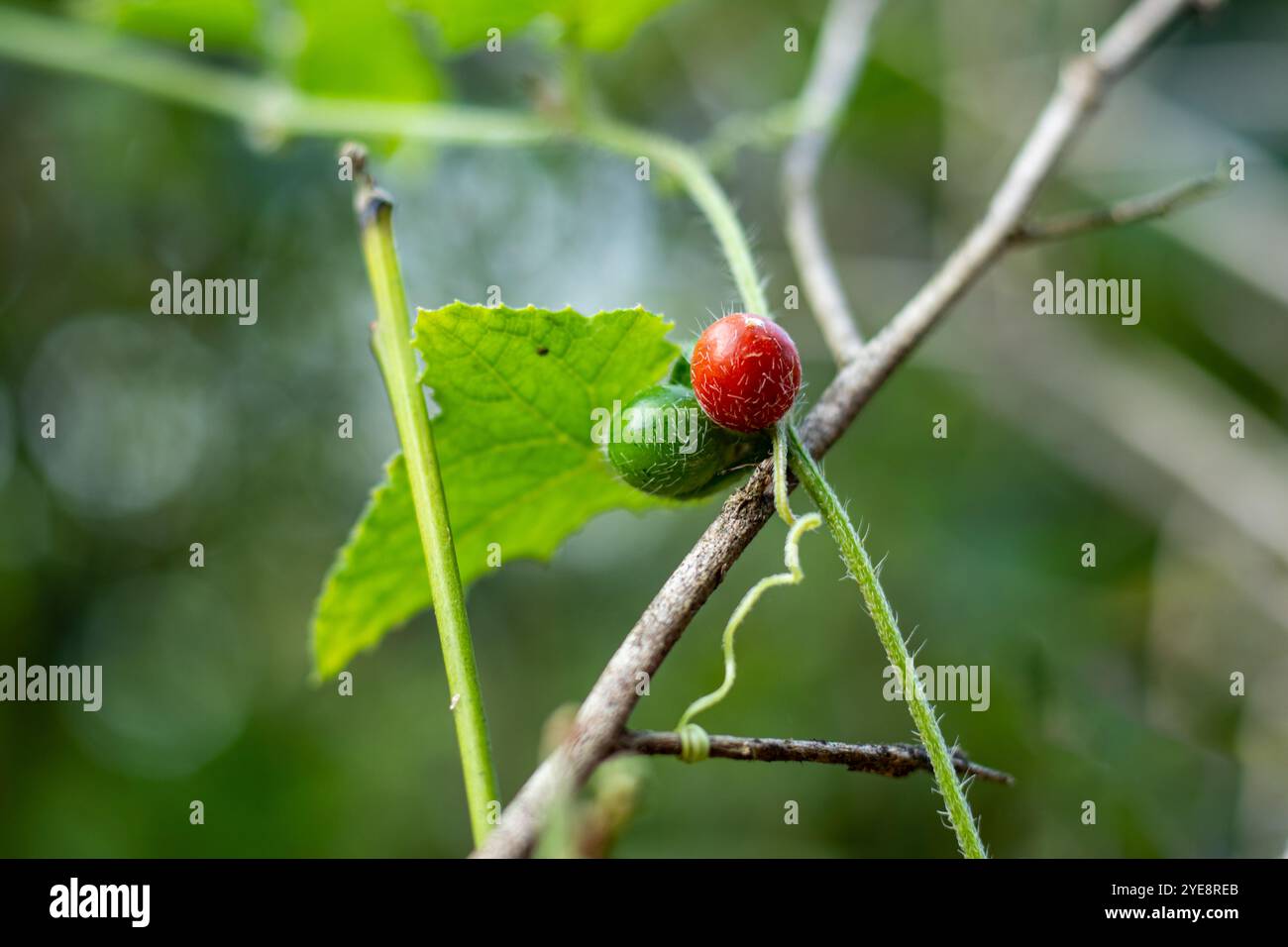 Le cerisier sauvage rouge et vert est composé de fleurs parfumées, de fruits comestibles et de feuilles dentées. La cerise sauvage est un feuillus à croissance rapide en mixte et en hêtre Banque D'Images