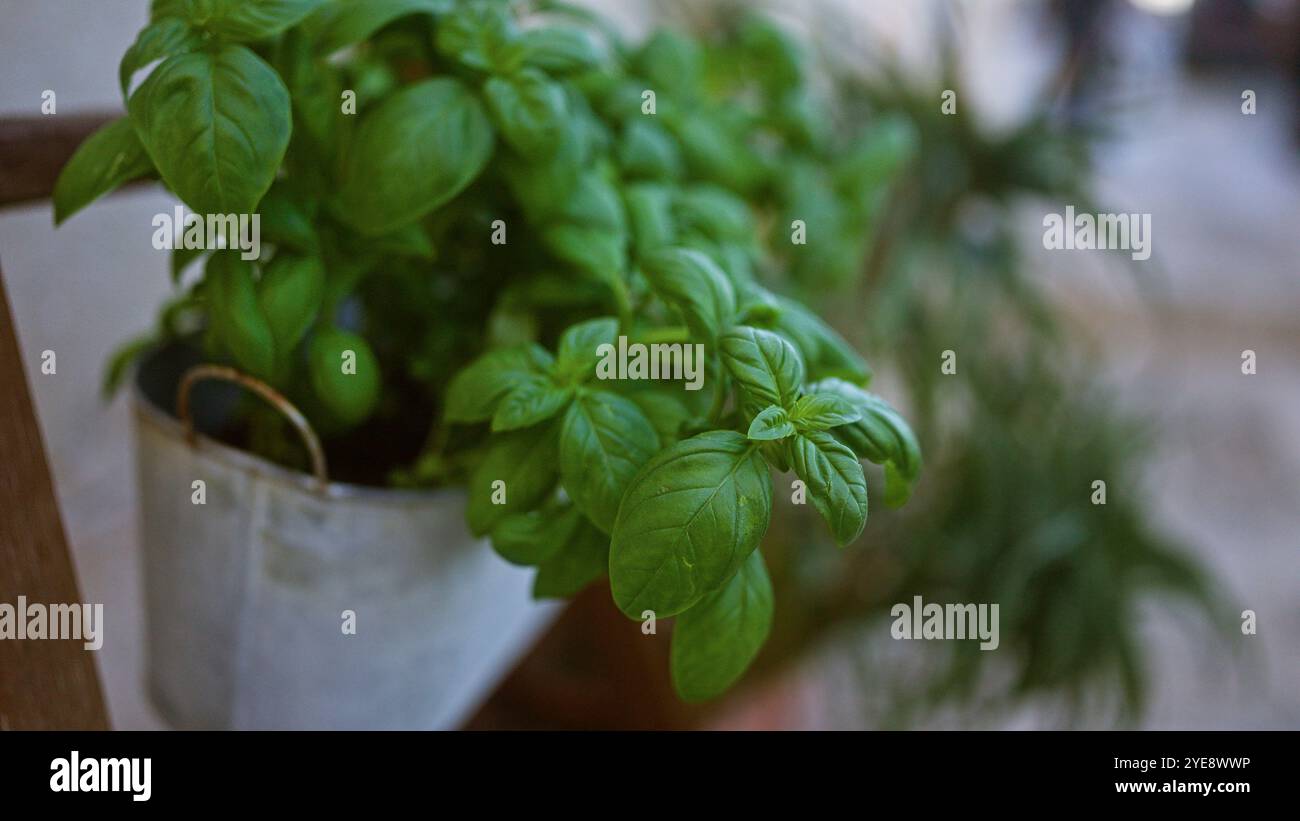 Scène en plein air dans les pouilles, italie avec une plante vibrante de basilic ocimum basilicum dans un pot en métal blanc prospérant à la lumière naturelle du soleil avec d'autres gre Banque D'Images