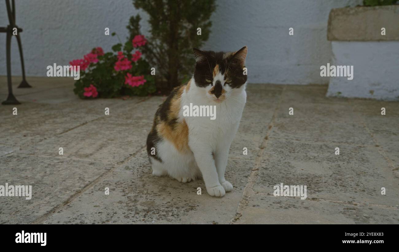 Un chat tricolore est assis paisiblement sur un patio extérieur en pierre à côté de plantes vertes luxuriantes et de fleurs rose vif, profitant du soleil dans un jardin serein setti Banque D'Images