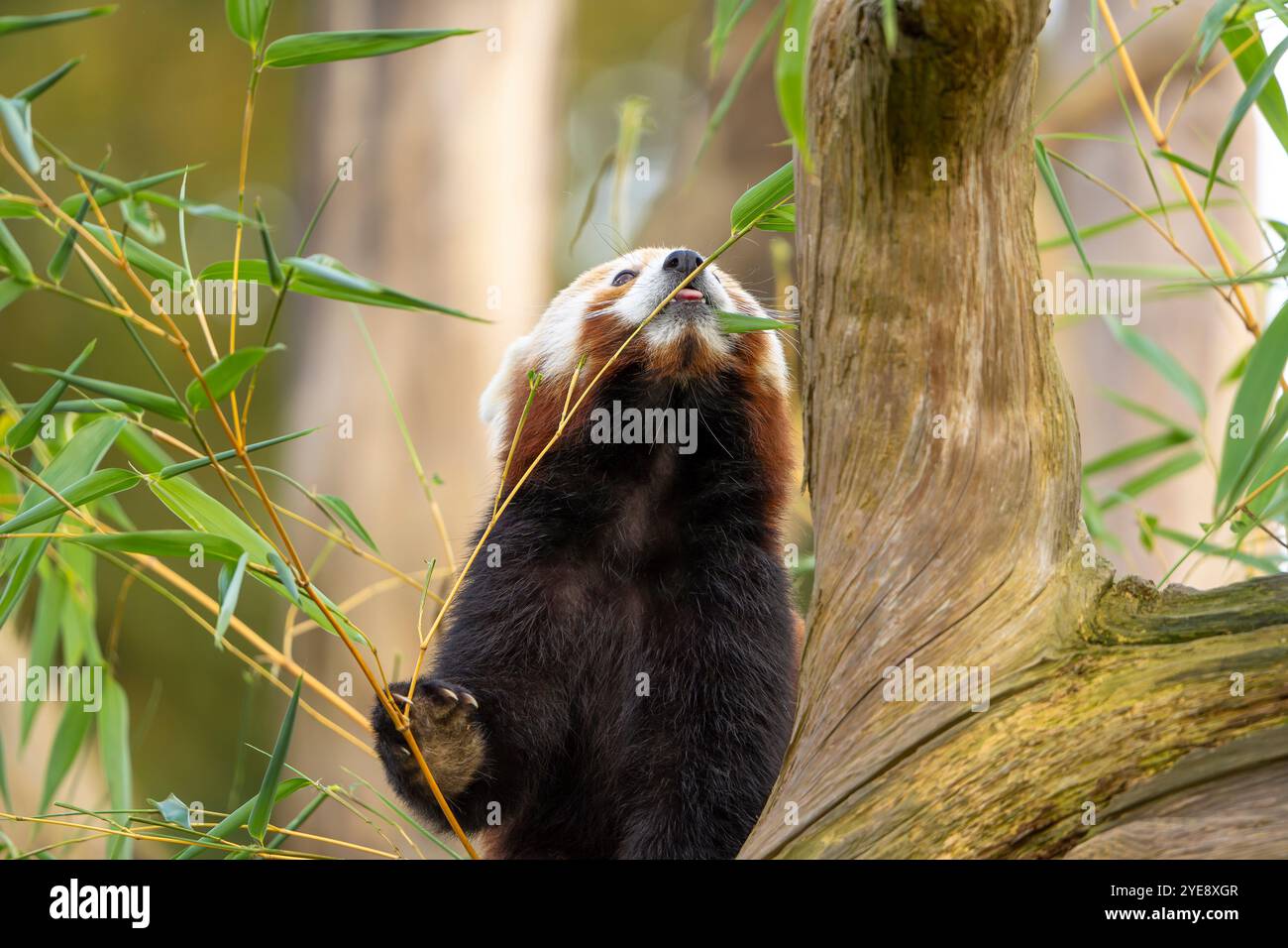 Gros plan avant de mignon panda rouge (Ailurus fulgens) isolé à l'extérieur jusqu'à méfait, grimpant à un arbre tout en mangeant. Banque D'Images