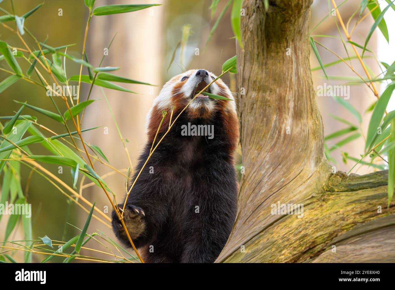 Gros plan avant de mignon panda rouge (Ailurus fulgens) isolé à l'extérieur jusqu'à méfait, grimpant à un arbre tout en mangeant. Banque D'Images