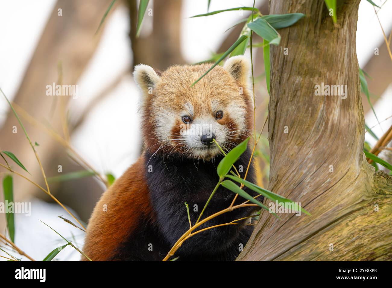 Gros plan avant de mignon panda rouge (Ailurus fulgens) isolé à l'extérieur jusqu'à méfait, grimpant à un arbre tout en mangeant. Banque D'Images