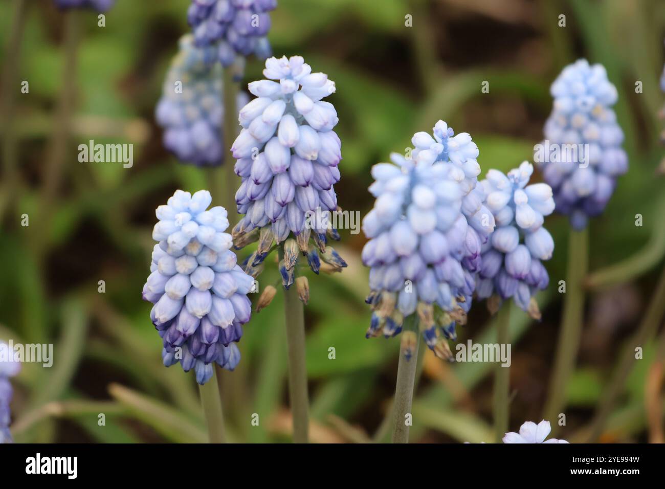 une photographie rapprochée d'un amas de fleurs de jacinthe de raisin bleu. Banque D'Images