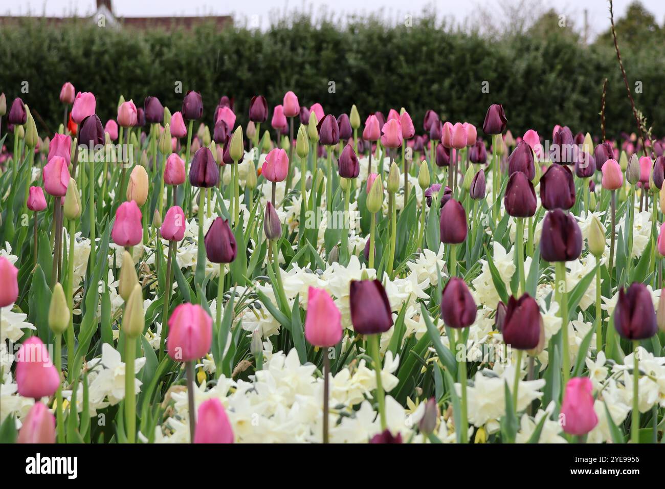 Un champ de tulipes multicolores fleurissant au printemps par une journée nuageuse. Banque D'Images
