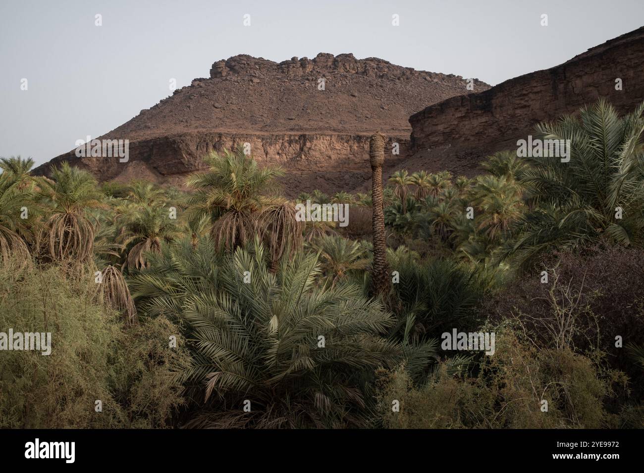 Nicolas Remene/le Pictorium - la Guetna : fête de la récolte des dattes dans l'Adrar mauritanien. - 11/07/2024 - Mauritanie/Adrar/Terjit - la palmeraie et l'oasis de Terjit, un petit village d'Adrar en Mauritanie, le 11 juillet 2024, à la veille de la Guetna. La guetna, cette période festive de récolte des dattes qui se déroule habituellement entre le 15 juillet et la fin août dans les palmeraies de l’Adrar et celles du Tagant (Centre) tombe au milieu de la saison touristique locale et représente un moment fort de la vie mauritanienne. Beaucoup de Mauritaniens, en vacances, convergent des centres urbains towa Banque D'Images