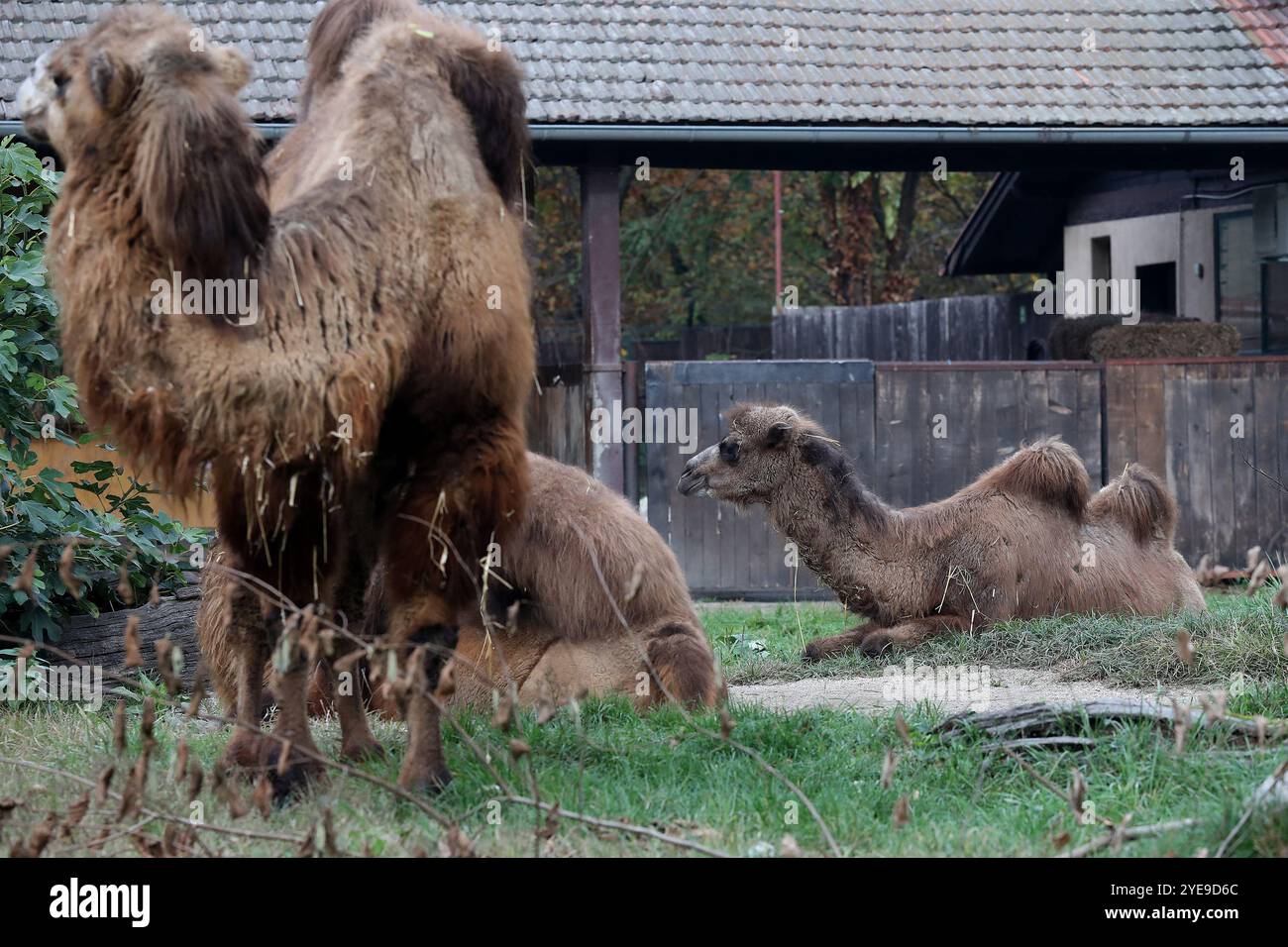 Zagreb, Hrvatska. 30 octobre 2024. Le jeune chameau à deux bosses, âgé d'un an et demi, Zsofia est arrivé au ZOO de Zagreb le 30 octobre 2024, à Zagreb, en Croatie. Elle est arrivée du zoo de Sosto près de la ville de Nyiregyhaza dans le nord de la Hongrie. Zsofia a été accueillie à Zagreb par Abdul II, un homme de dix ans et Aisha de vingt et un ans. Photo : zeljko Hladika/PIXSELL crédit : Pixsell/Alamy Live News Banque D'Images