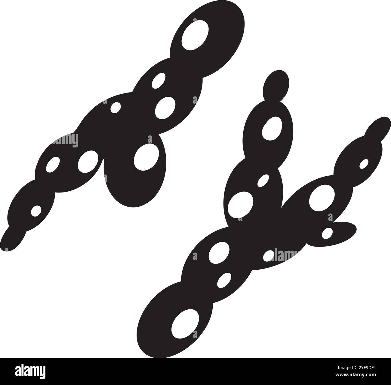 Deux bactéries shigella avec des corps noirs et des taches blanches subissent une fission binaire, illustrant le processus de reproduction rapide de ces nuisibles mi Illustration de Vecteur