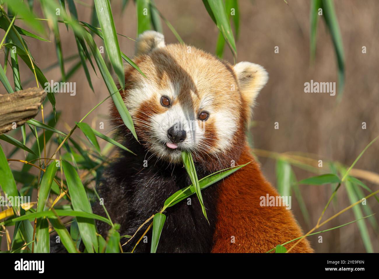 Gros plan avant de mignon panda rouge (Ailurus fulgens) isolé à l'extérieur jusqu'à méfait, grimpant à un arbre tout en mangeant des feuilles. Banque D'Images