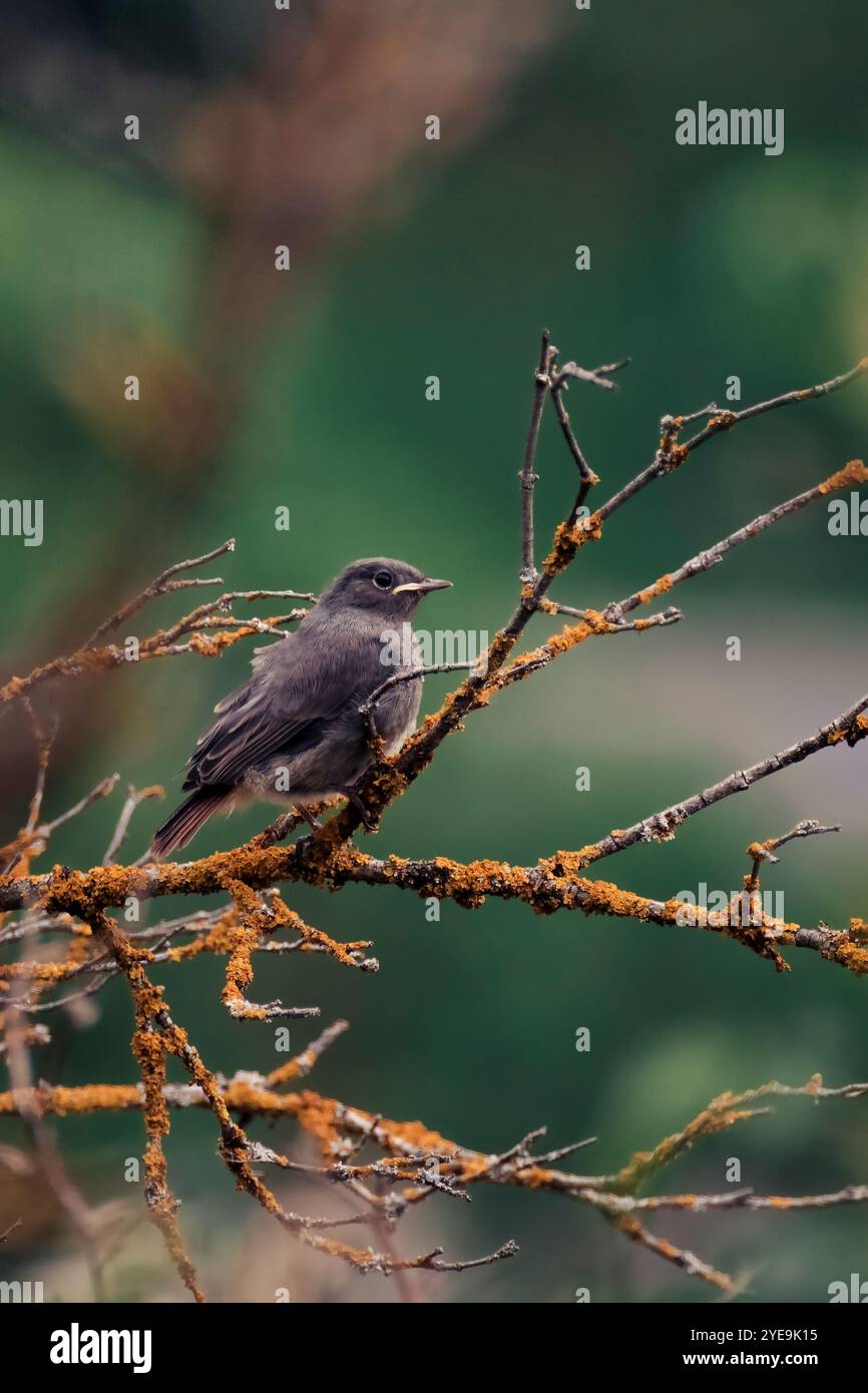 Petits oiseaux perchés sur une branche orange Banque D'Images