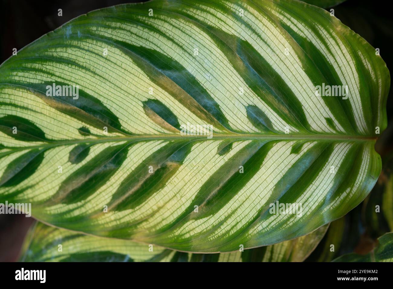 Feuilles de plante de paon, Calathea Makoyana Banque D'Images