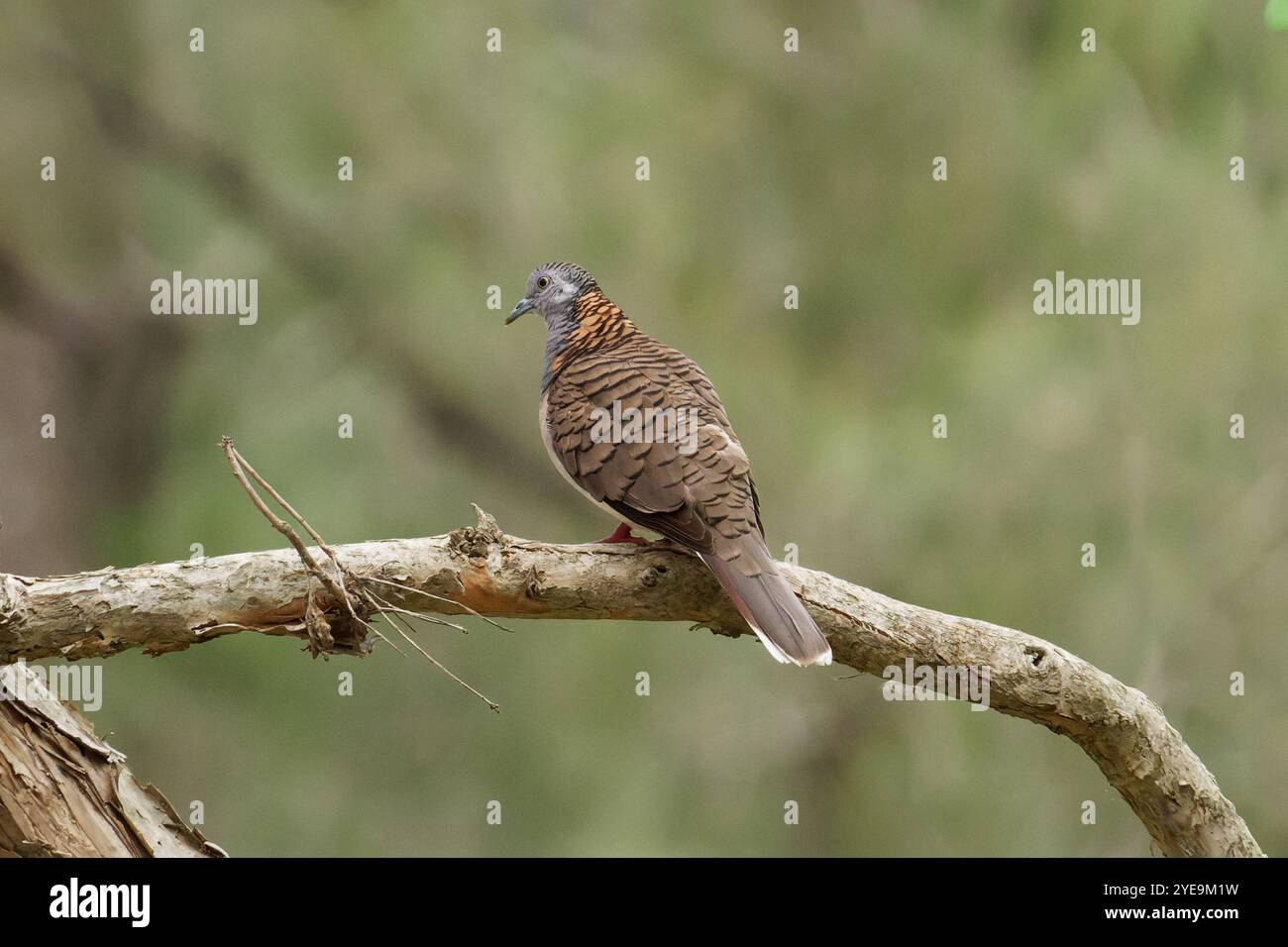 Barépauled Dove perchée sur une branche Banque D'Images