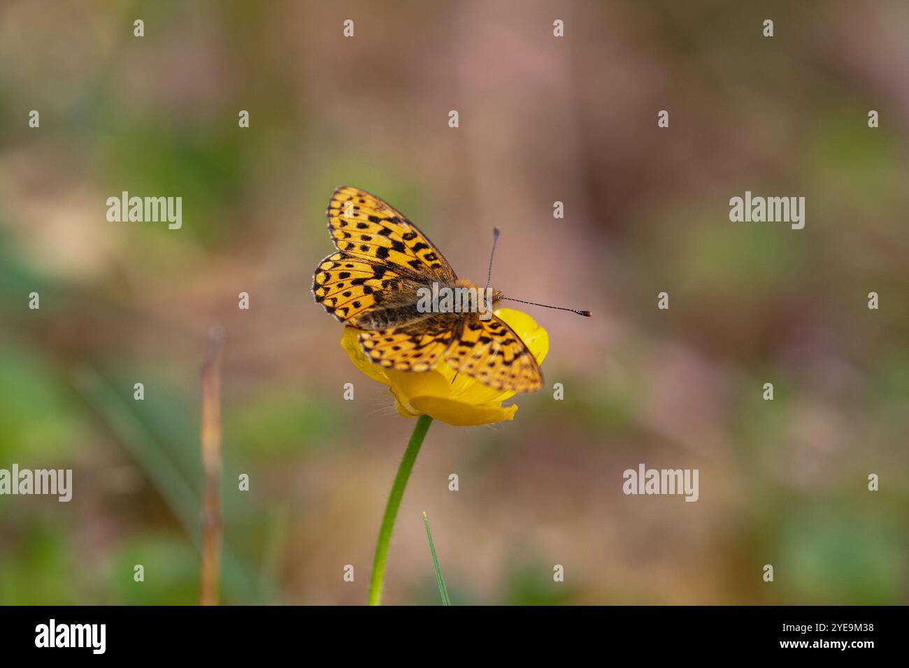 Petit mâle fritillaire bordé de perles - Boloria selene Banque D'Images