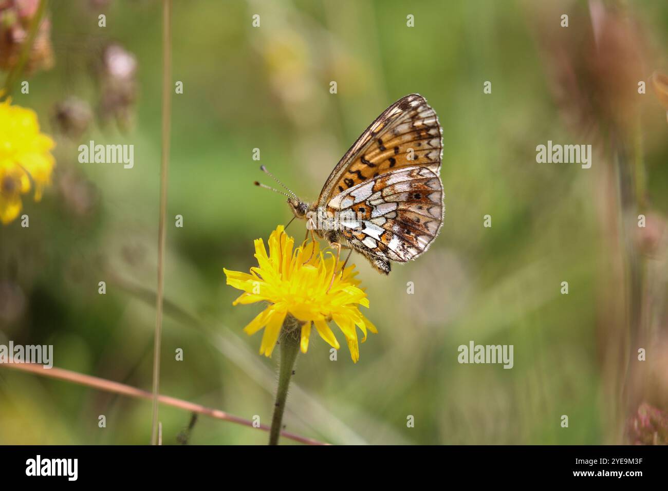 Petite perle-bordé Fritillary - Boloria selene Banque D'Images