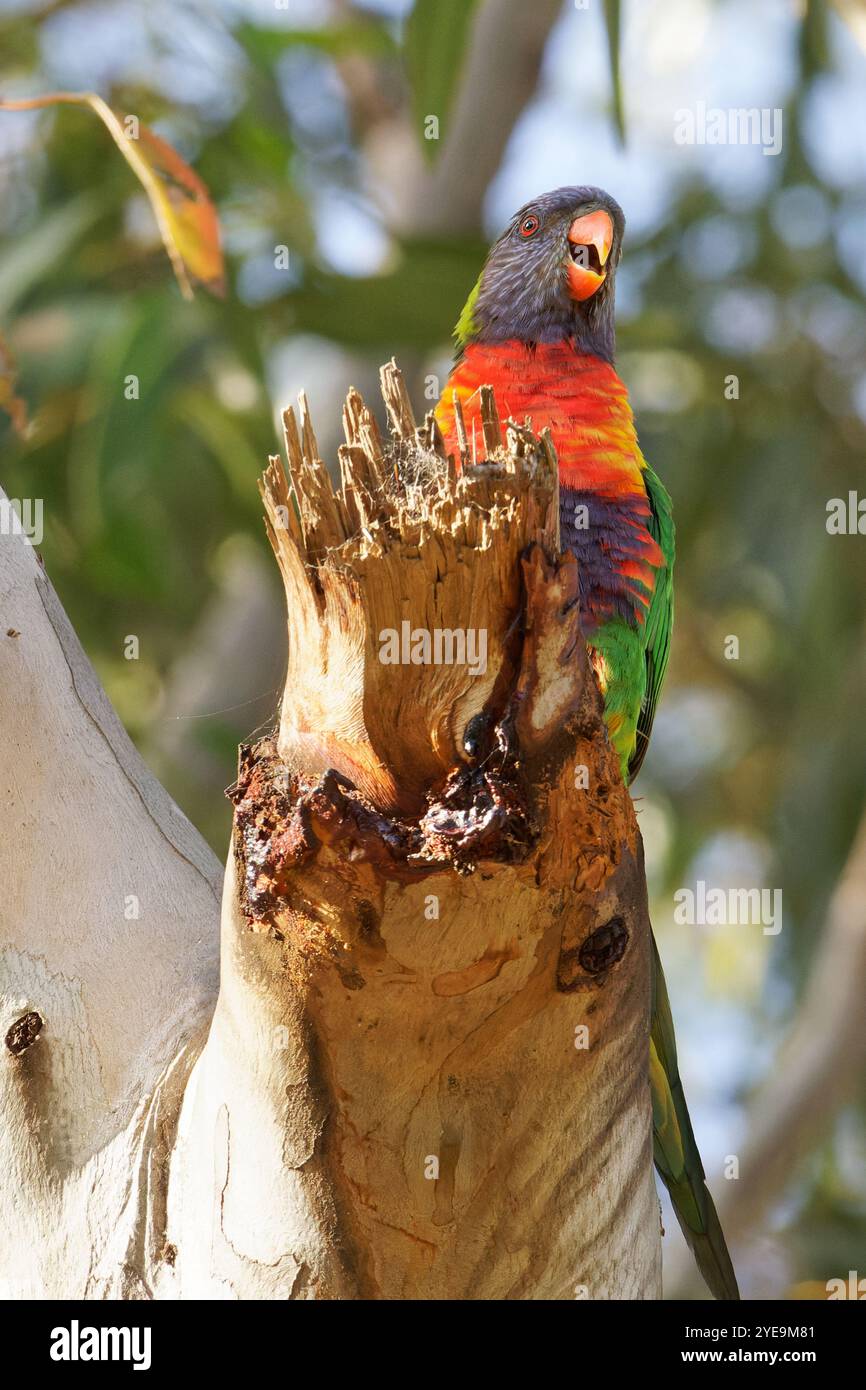 Rainbbow Lorikeet perché dans un arbre Banque D'Images