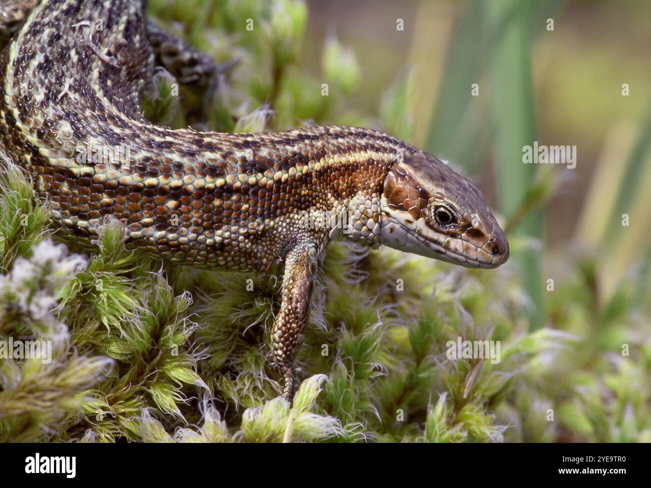 Lézard commun (Zootoca vivipara) mâle sur le bord d'une tourbière sur le Beinn Eighe, réserve naturelle nationale, Wester Ross, Écosse juin Banque D'Images