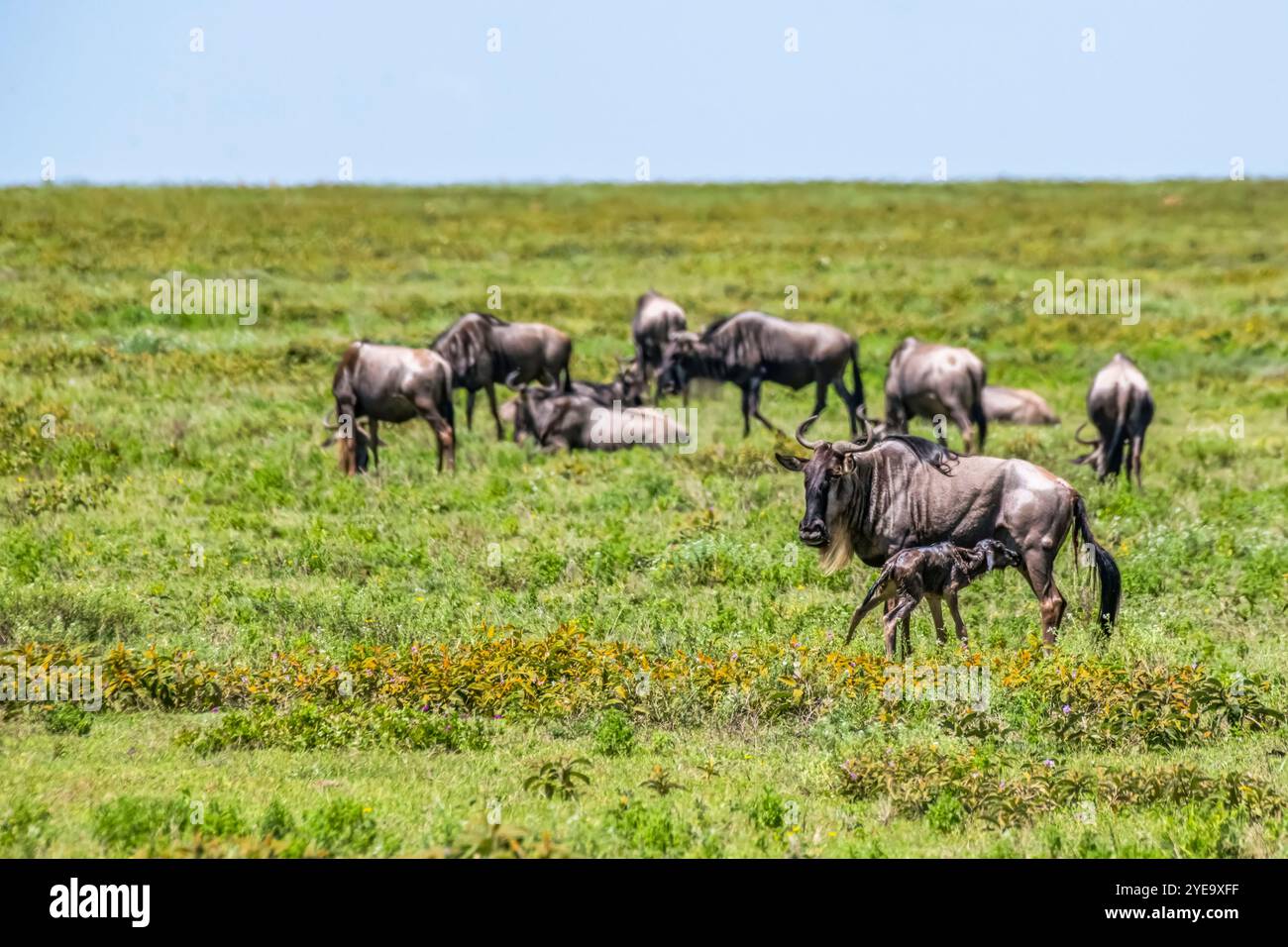 Nouveau-né, le veau de beest sauvage (Connochaetes taurinus) infirmière pour la première fois dans la zone de Ndutu de la zone de conservation du cratère du Ngorongoro, en Tanzanie Banque D'Images