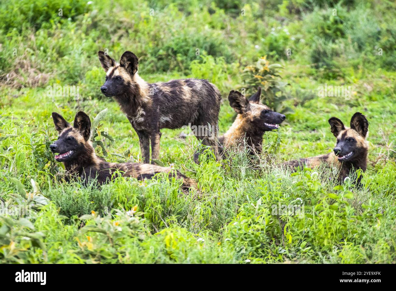 Groupe de quatre chiens sauvages africains (Lycaon pictus) dans la végétation verte dans la zone de Ndutu de la zone de conservation du cratère du Ngorongoro, Tanzanie ; Tanzanie Banque D'Images