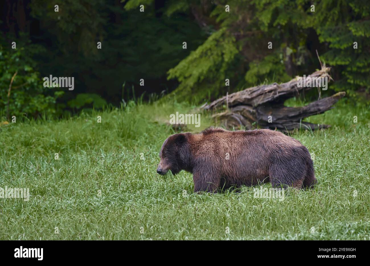 Ours (Ursus arctos) dans un champ à la lisière d'une forêt mangeant de l'herbe Banque D'Images