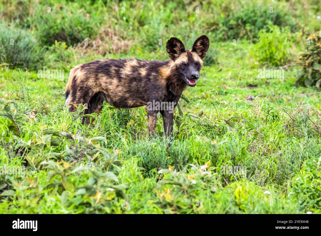 Chien sauvage africain (Lycaon pictus) à mâchoires ouvertes se dresse dans une végétation verte dans la zone de Ndutu de la zone de conservation du cratère du Ngorongoro, Tanzanie Banque D'Images