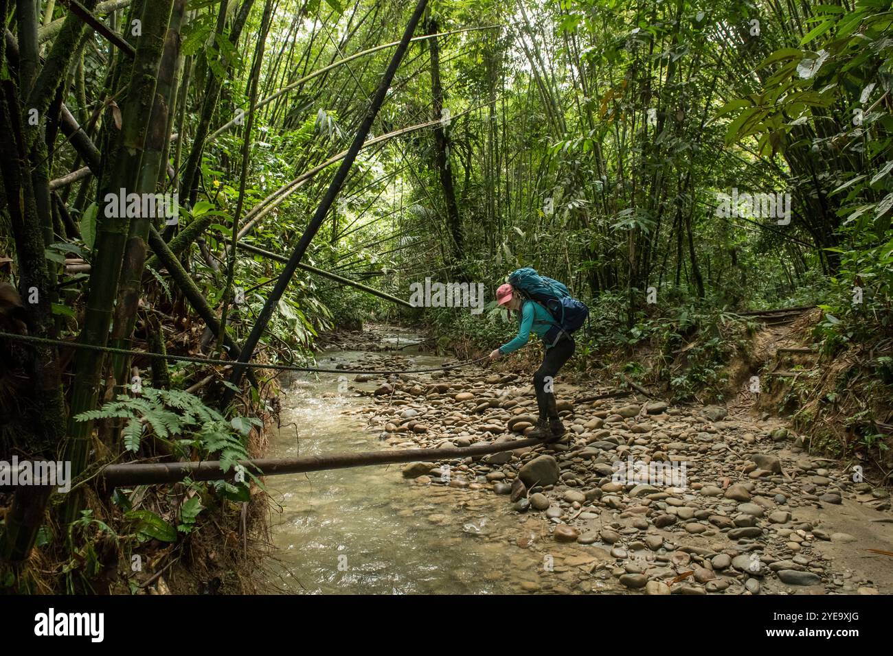 Scientifique femme explorant la jungle dans le parc national de Gunung Mulu, Bornéo, Malaisie ; Sarawak, Bornéo, Malaisie Banque D'Images