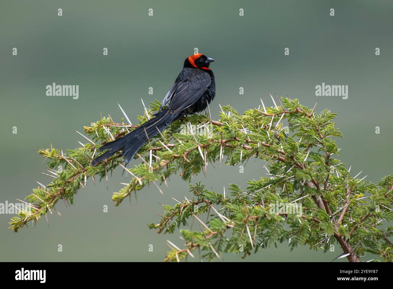 Portrait d'une veuve à col rouge (Euplectes ardens) perchée sur une branche épineuse dans la zone de conservation du cratère de Ngorongoro ; Tanzanie Banque D'Images
