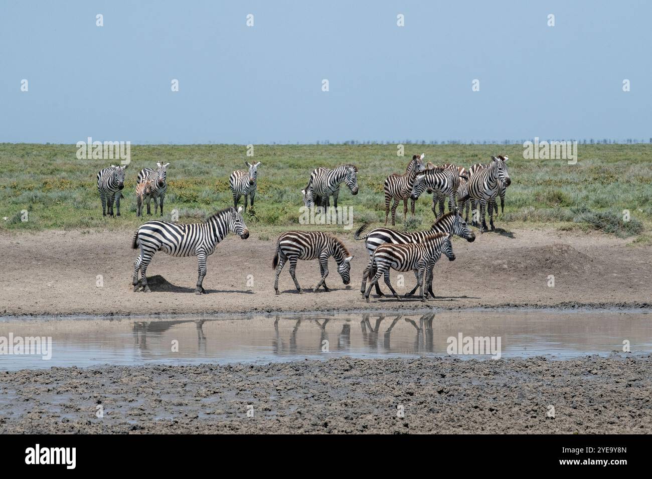 Groupe de zèbres communs (Equus quagga) dans un trou d'eau près de Ndutu dans la zone de conservation du cratère de Ngorongoro ; Tanzanie Banque D'Images