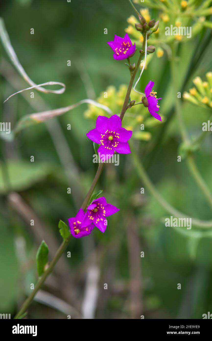Gros plan de belles fleurs sauvages de couleur fuchsia sur une tige dans le parc national du Serengeti ; Tanzanie Banque D'Images