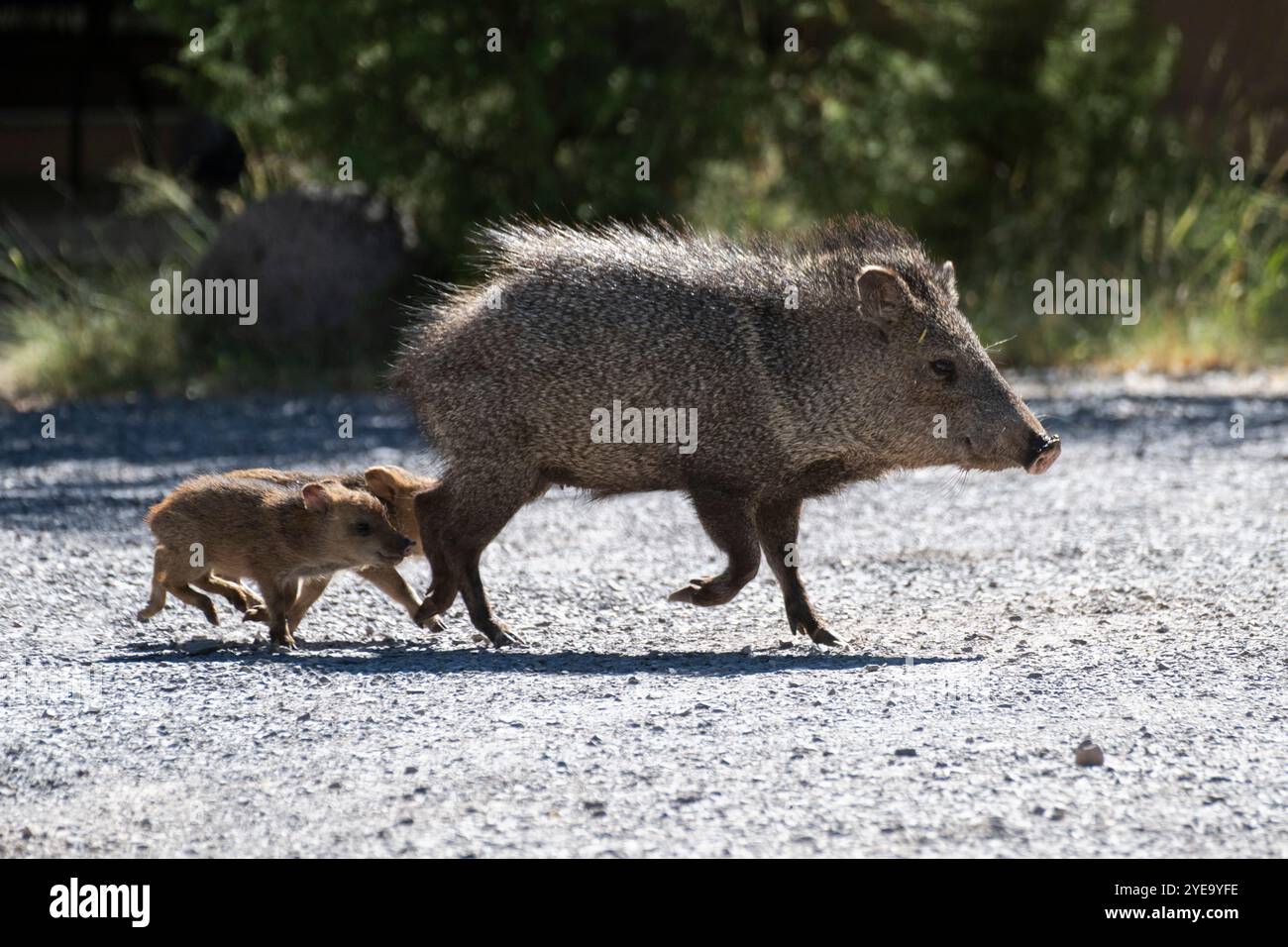 Javelina, ou Pecary à col (Pecari tajacu), avec deux bébés courant derrière elle au ranch de Cave Creek dans les montagnes Chiricahua du sud-est de l'Arizona Banque D'Images