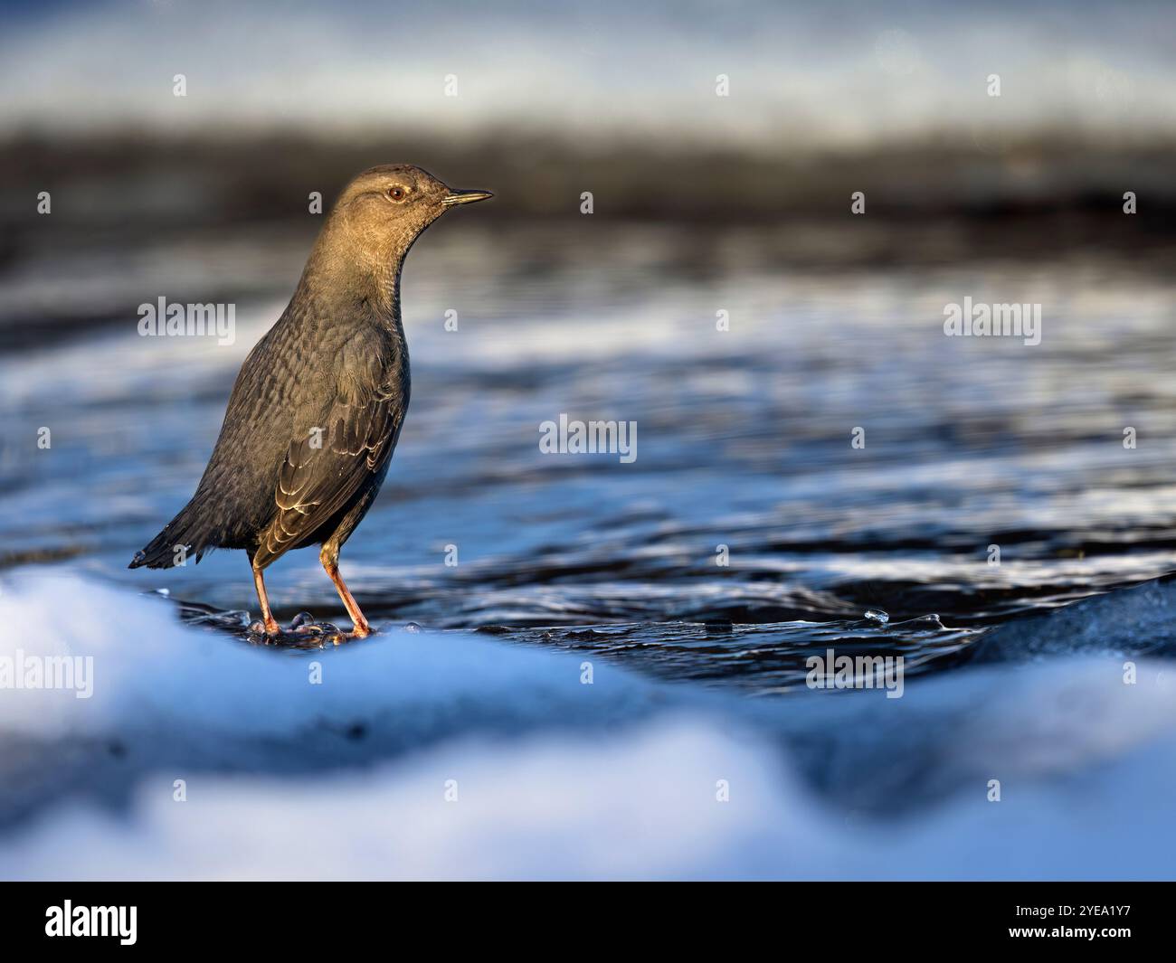 Le plongeur américain (Cinclus mexicanus) fait une pause sur un banc de ruisseau bordé de glace avant de replonger pour chasser de la nourriture ; Alaska, États-Unis d'Amérique Banque D'Images