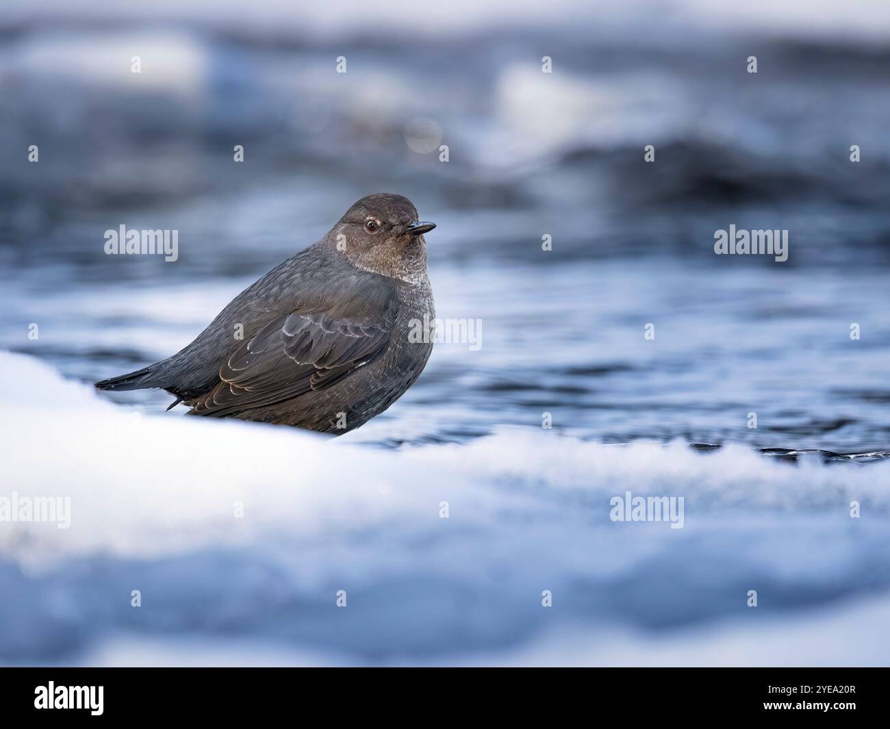 Le plongeur américain (Cinclus mexicanus) fait une pause sur une rive bordée de glace avant de plonger à nouveau pour chasser de la nourriture Banque D'Images
