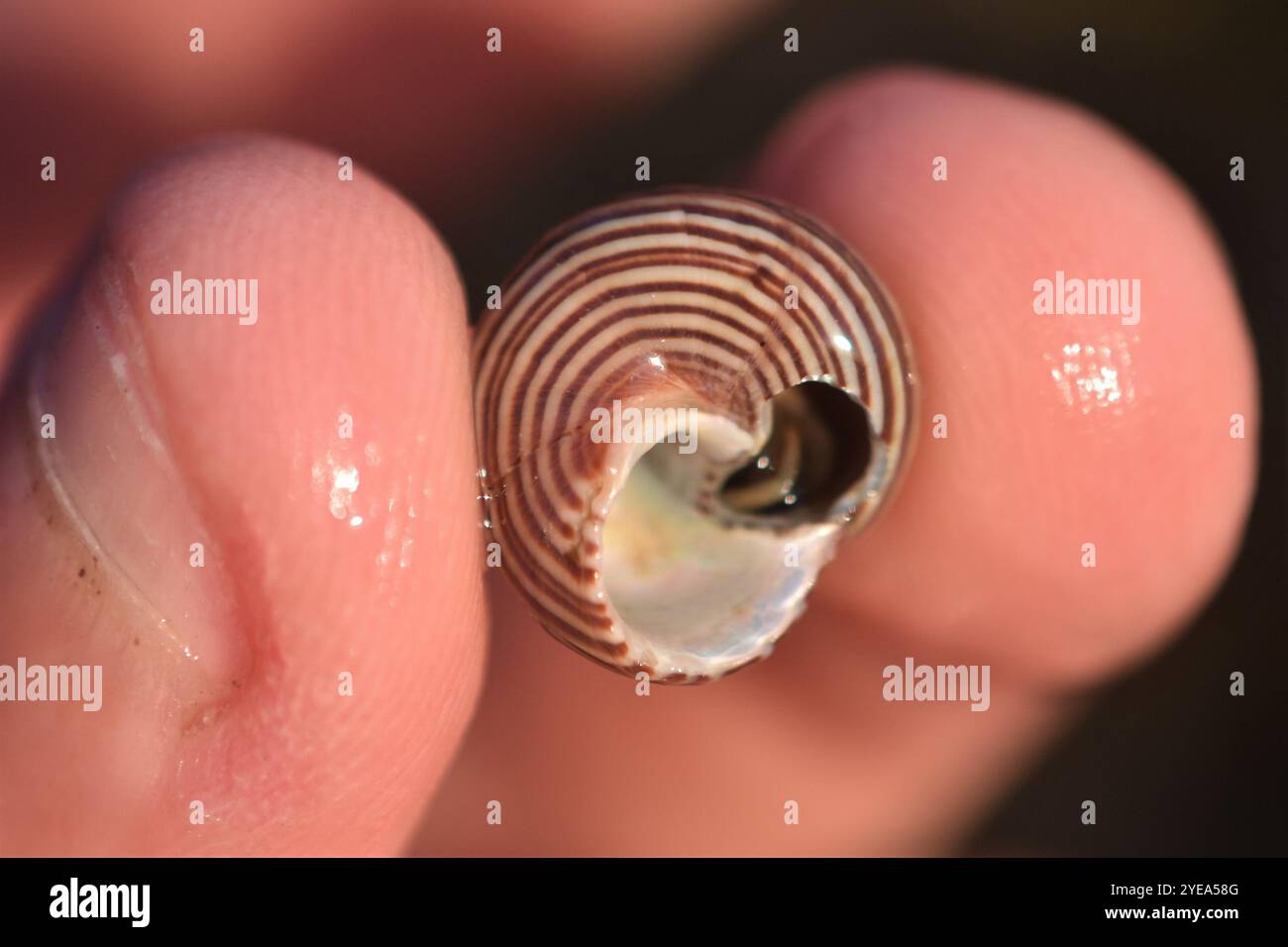 Escargot supérieur à anneaux bleus (Calliostoma ligatum) Banque D'Images