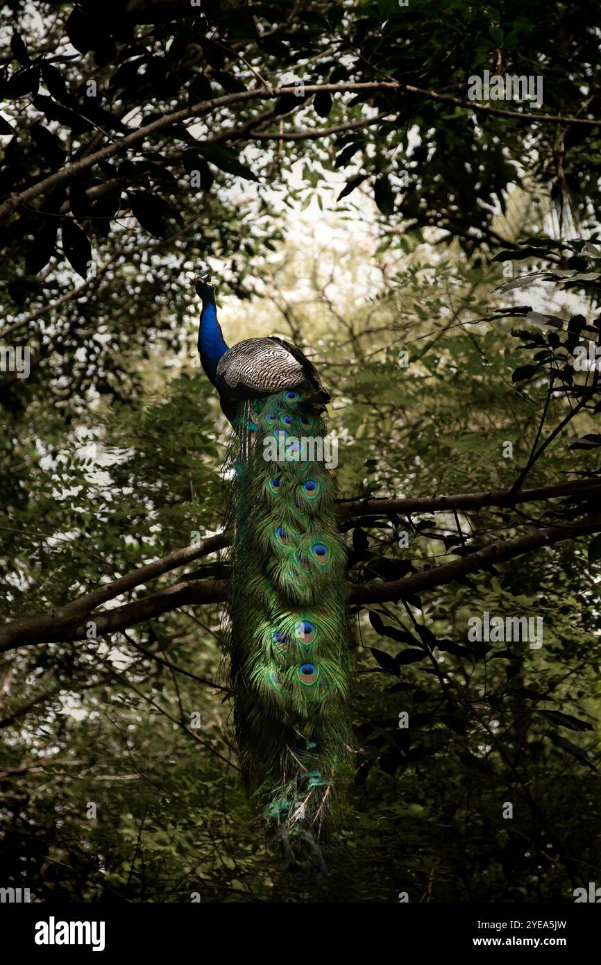 paon assis sur un arbre Banque D'Images