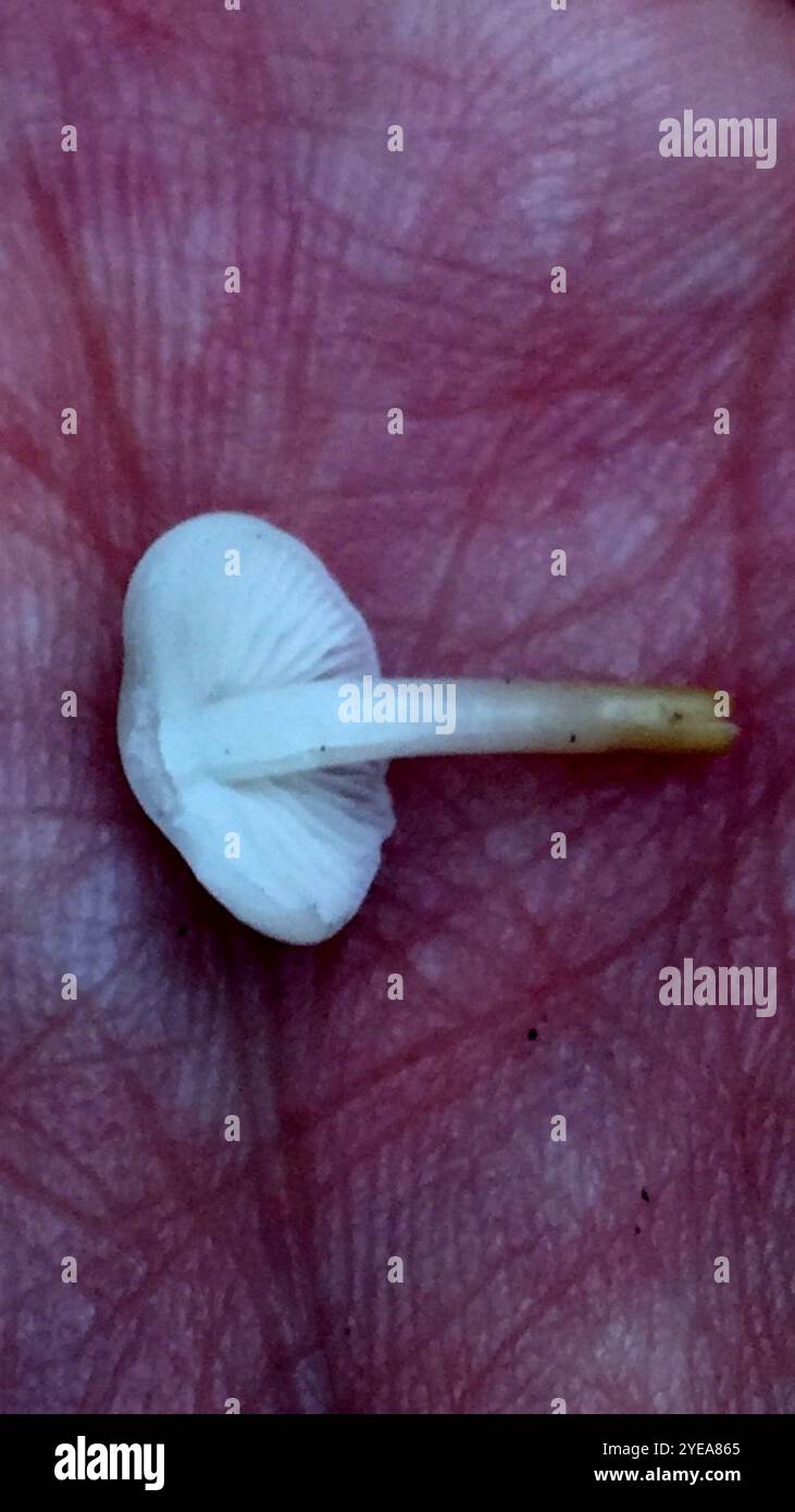 Casquette Sprucecone (Strobilurus esculentus) Banque D'Images