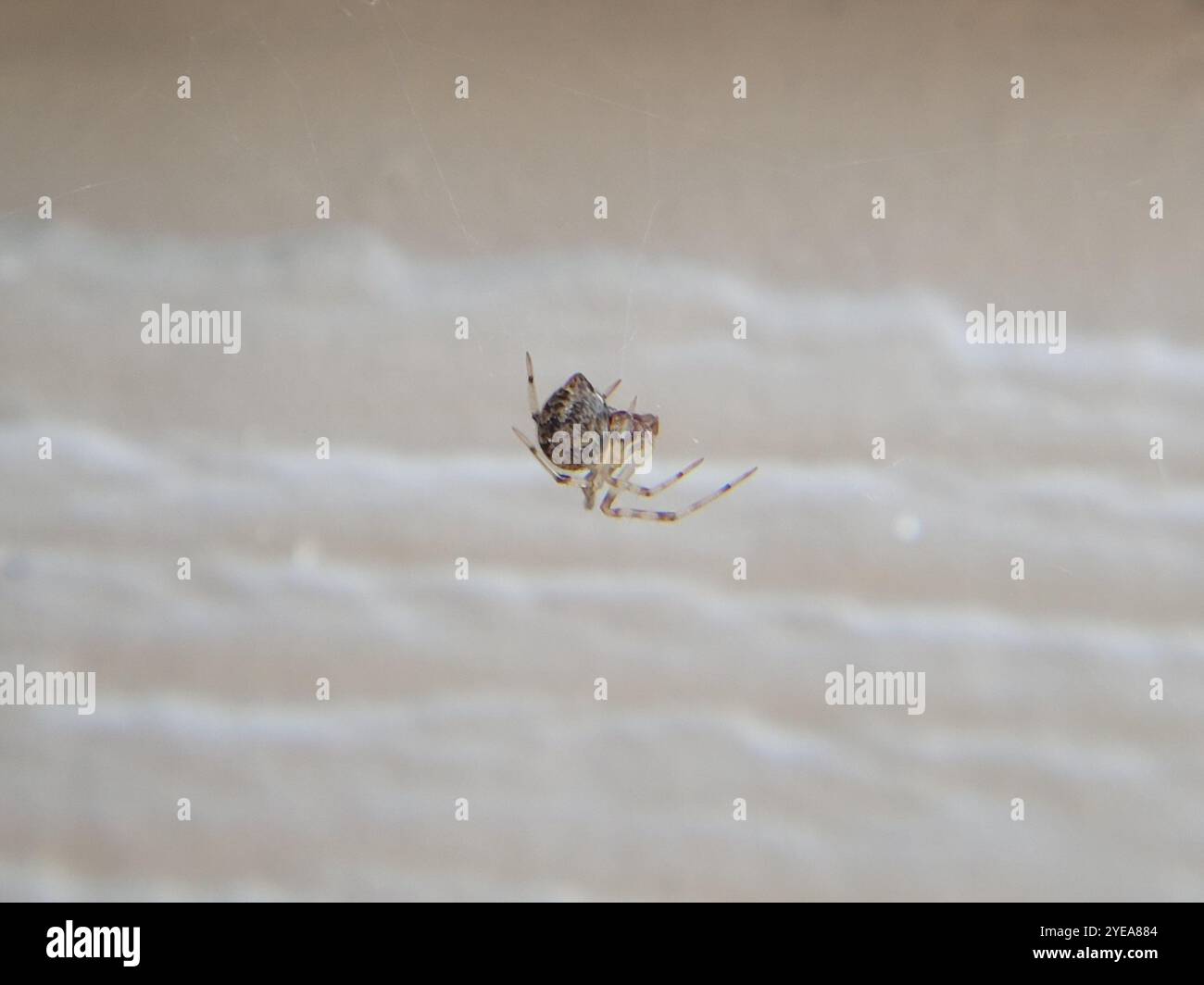 Araignée commune (Parasteatoda tepidariorum) Banque D'Images