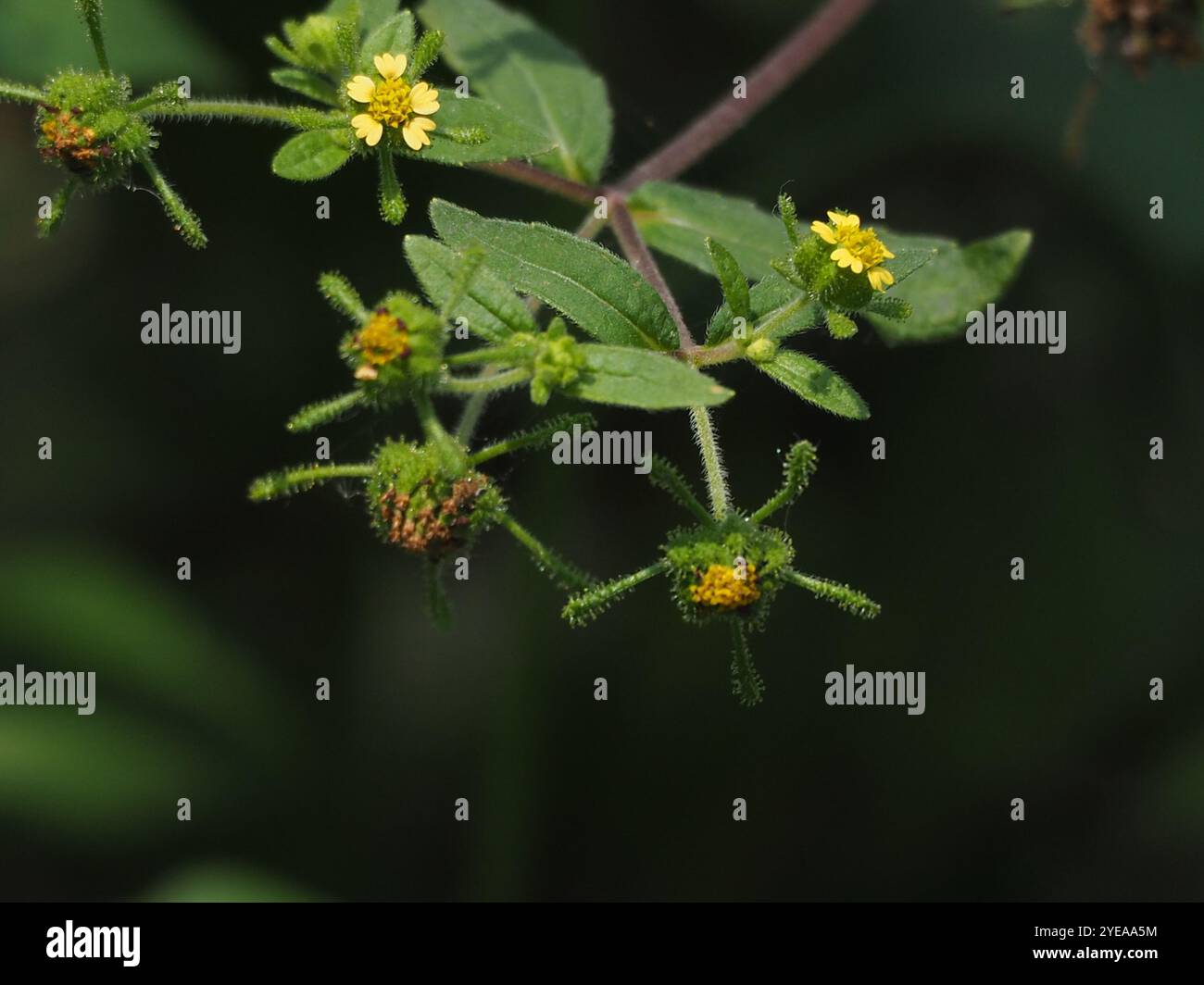 Millepertuis oriental (Sigesbeckia orientalis) Banque D'Images