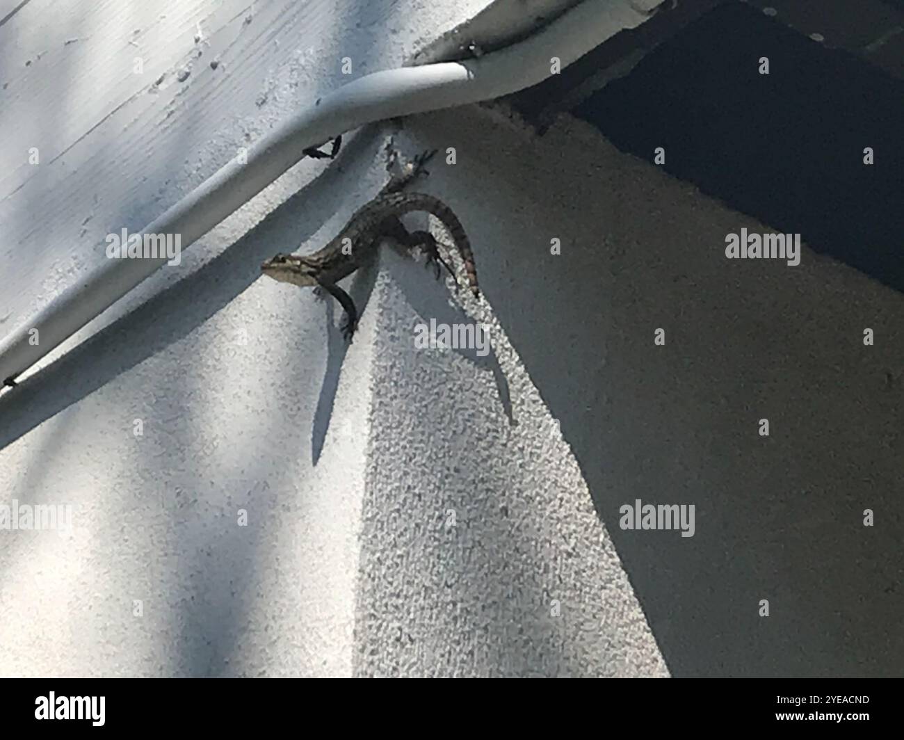 Le Lézard Curly nord (Leiocephalus carinatus) Banque D'Images