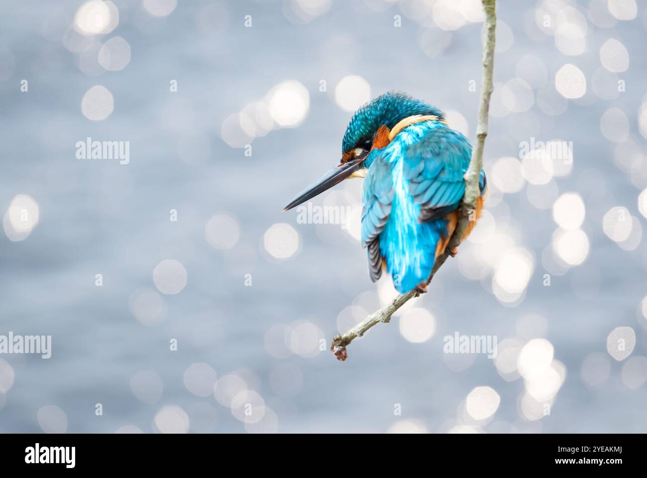 kingfisher commun perché sur une branche d'arbre sur fond bokeh, Royaume-Uni. Banque D'Images